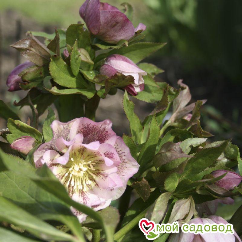 Морозник Дабл Эллен Пинк Споттид