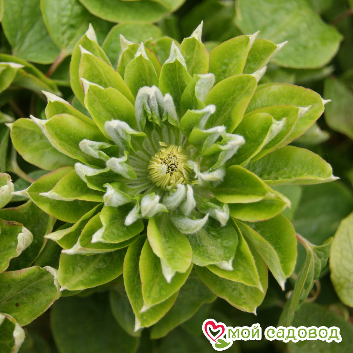 Клематис Грин Пэшн