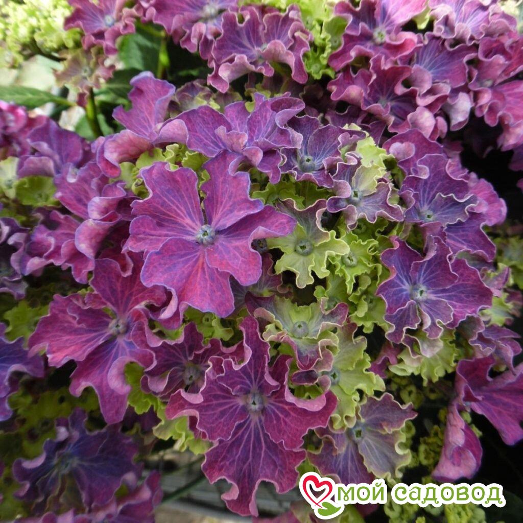 Гортензия Керли Спаркл Блю Пепл