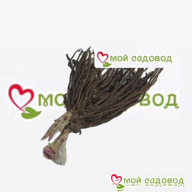 Морозник Хот Чили